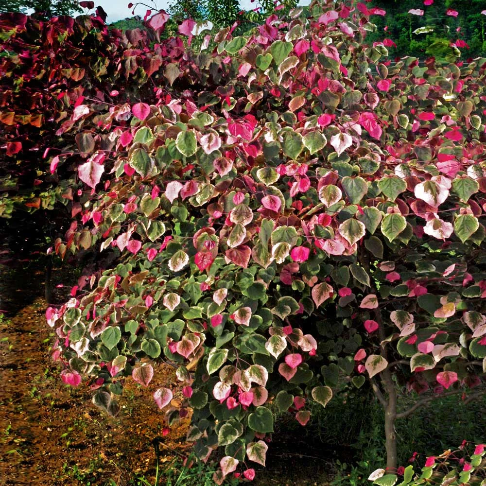 Carolina Sweetheart® Redbud Tree - Image 3