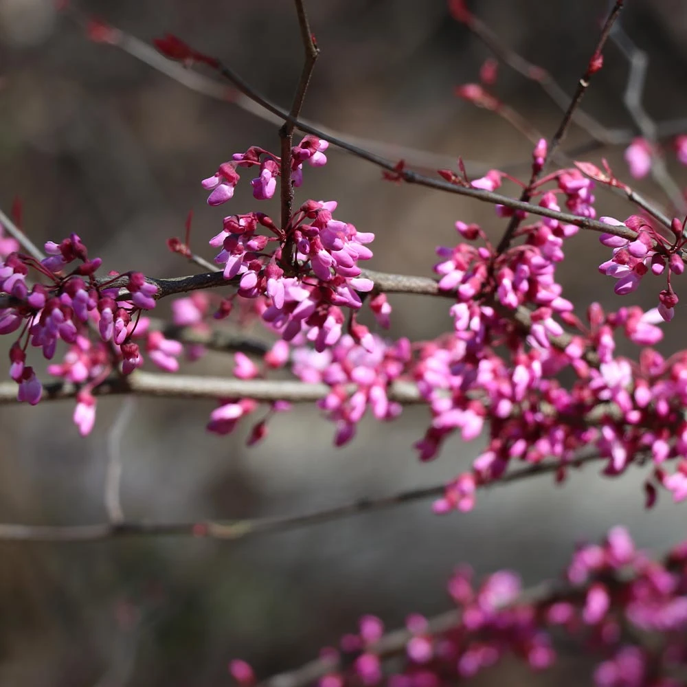 Carolina Sweetheart® Redbud Tree - Image 4