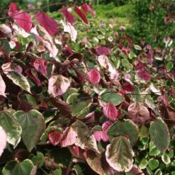 Carolina Sweetheart® Redbud Tree