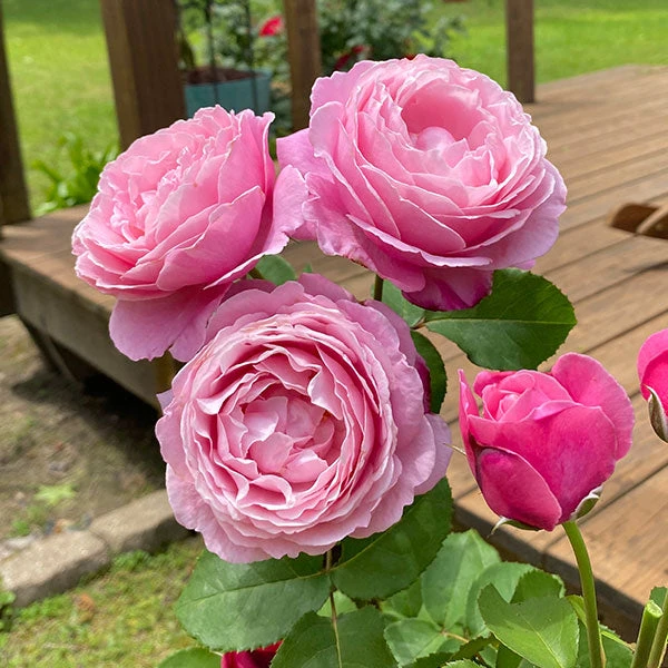 Cathedral Bells Rose