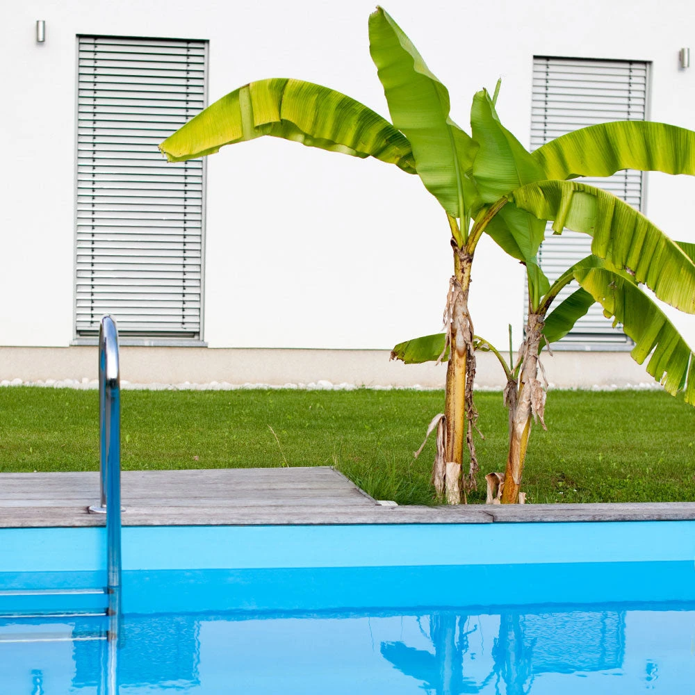 Dwarf Cavendish Banana Tree - Image 6