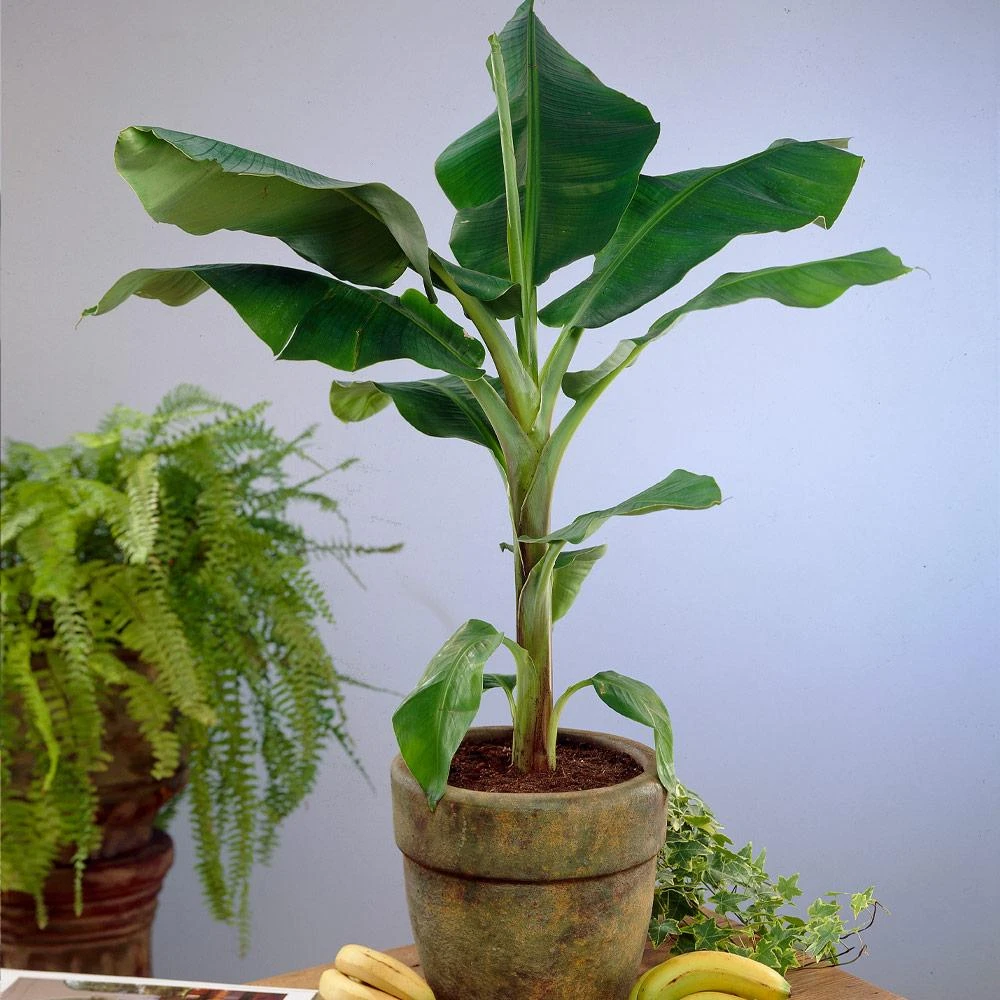 Dwarf Cavendish Banana Tree - Image 5