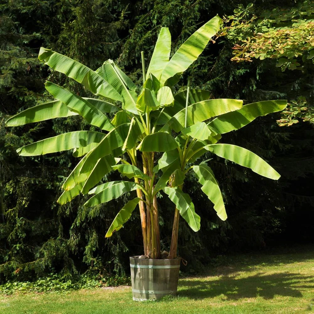 Dwarf Cavendish Banana Tree - Image 2