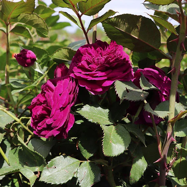 Celestial Night™ Rose Tree