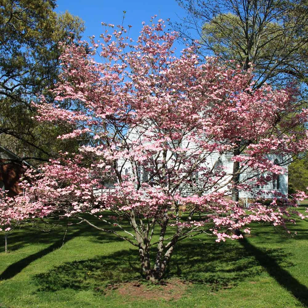 Cherokee Brave Dogwood Tree - Image 3