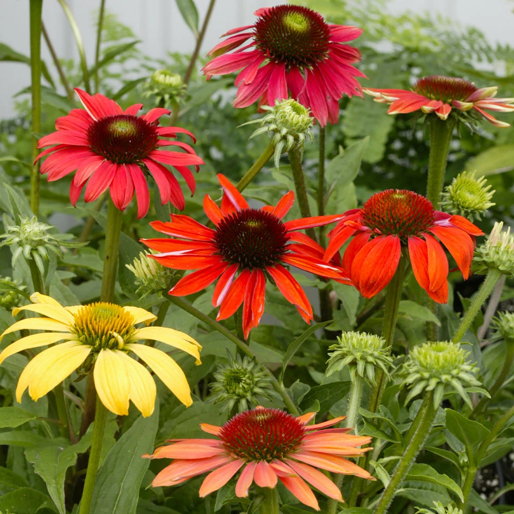 Cheyenne Spirit Echinacea (Coneflower) - Image 4
