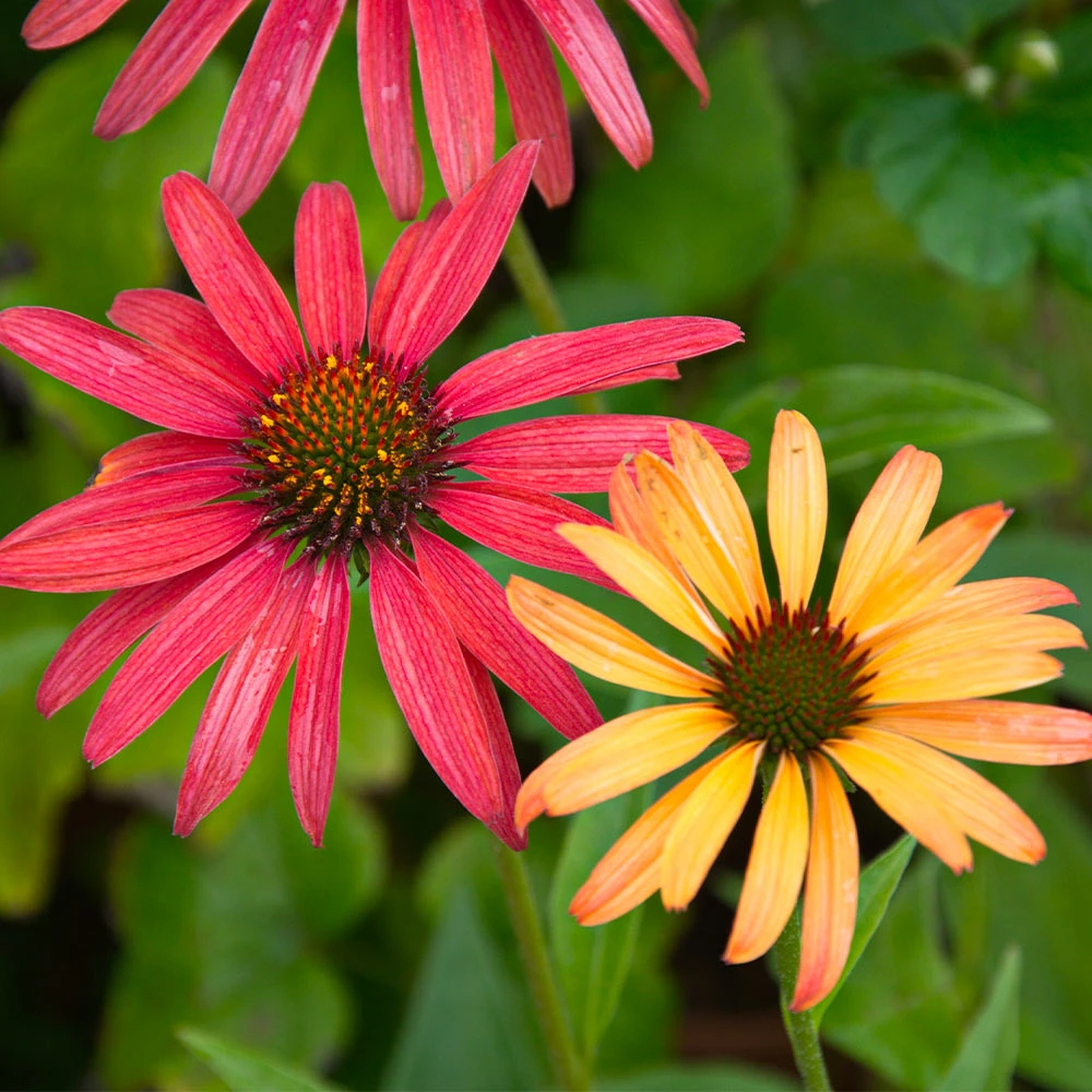 Cheyenne Spirit Echinacea (Coneflower) - Image 3