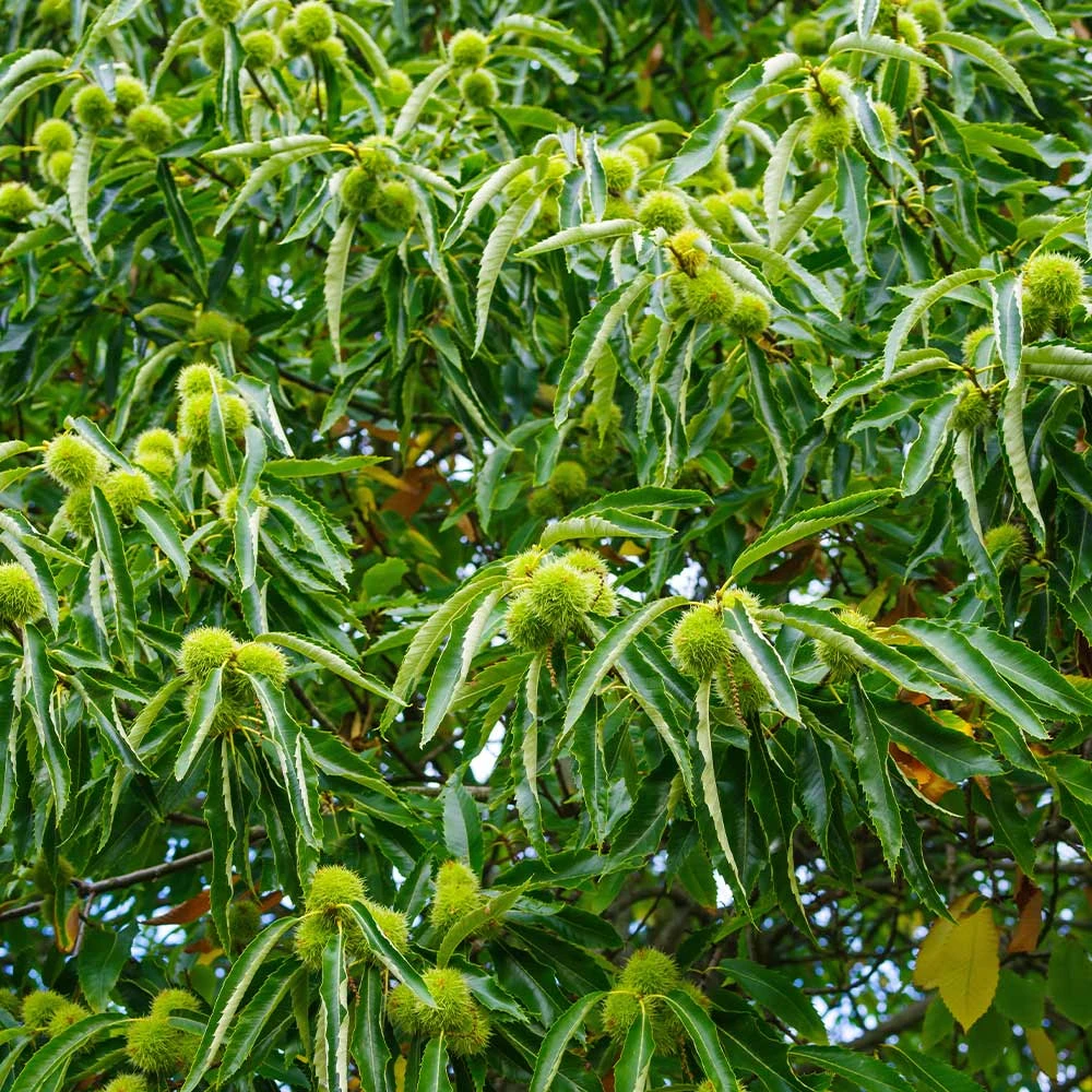 Chinese Chestnut Tree - Image 3