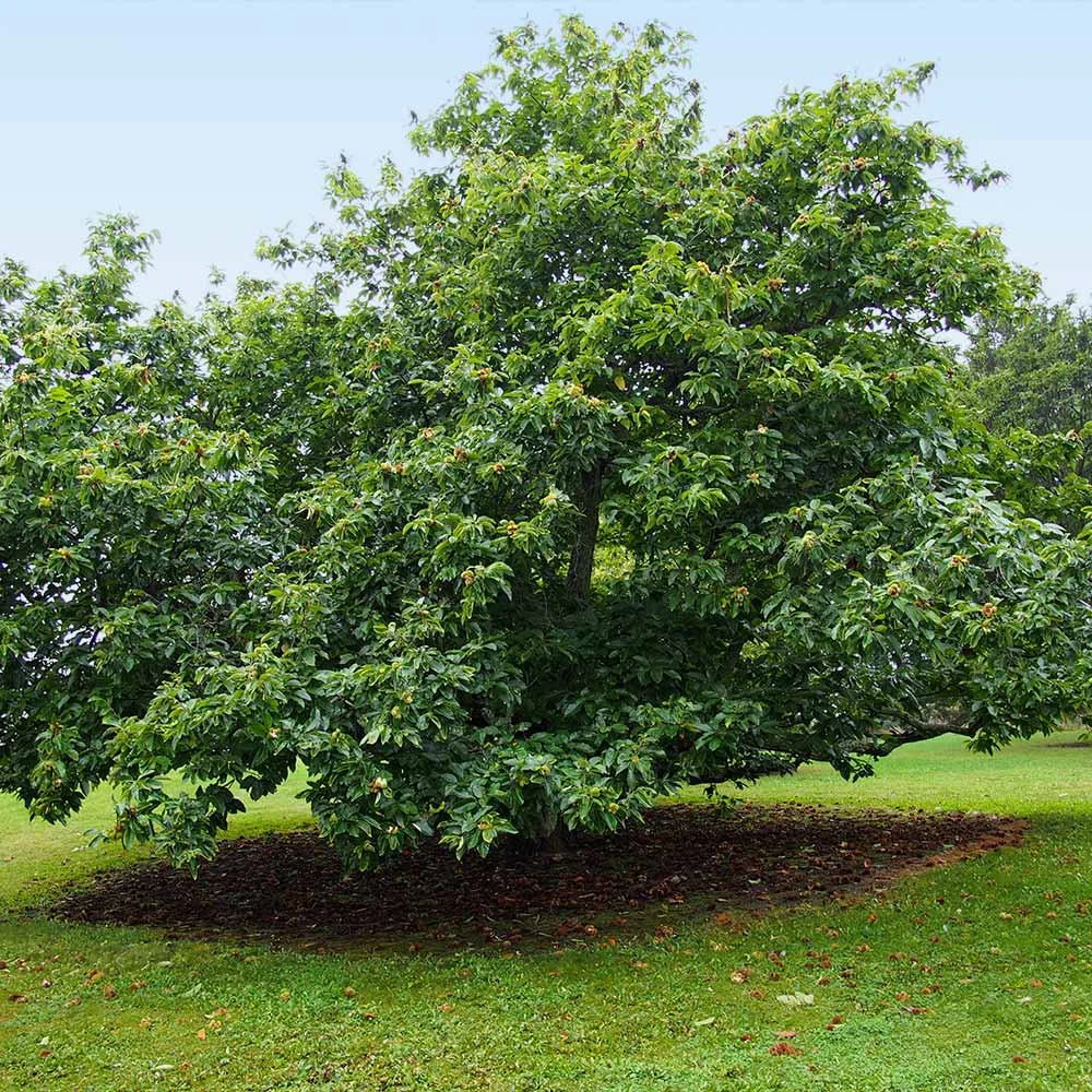 Chinese Chestnut Tree - Image 4
