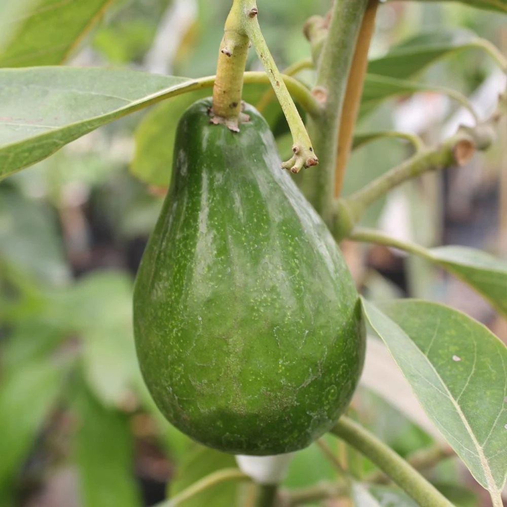 Cold Hardy Avocado Tree - Image 7