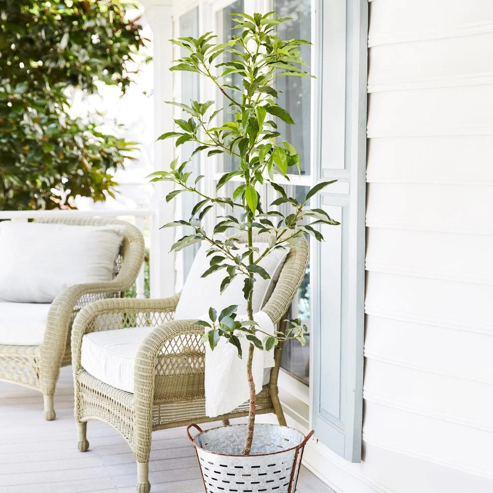 Cold Hardy Avocado Tree - Image 2