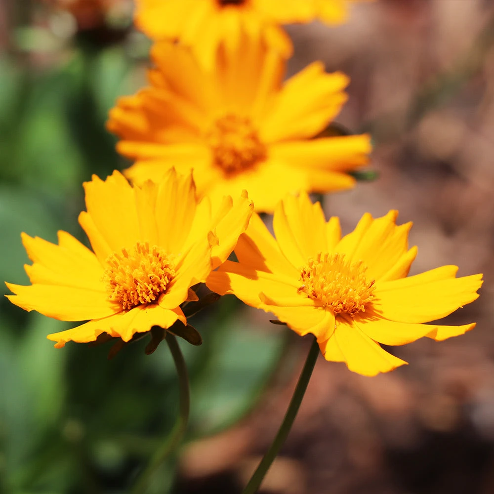 Nana Coreopsis (Tickseed) Plant - Image 3