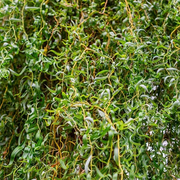 Corkscrew Willow Tree