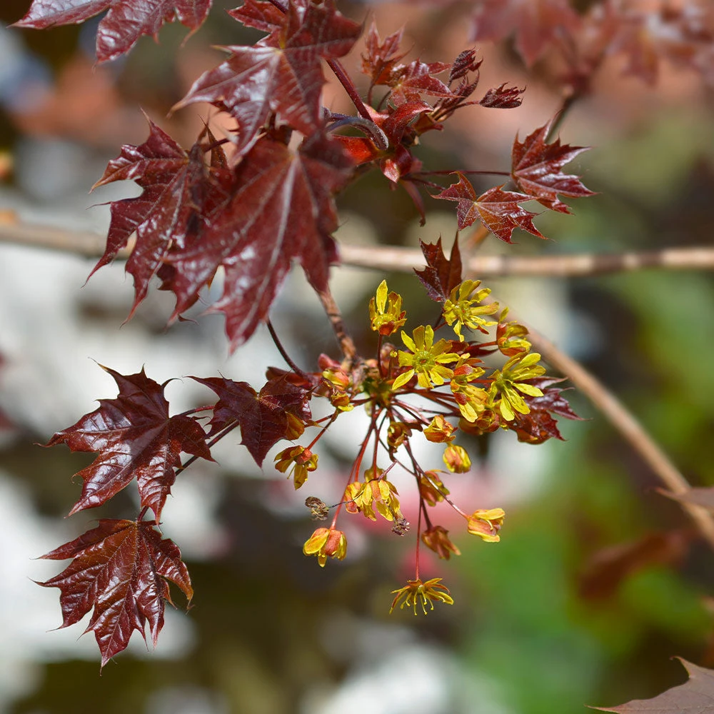 Crimson King Maple Tree - Image 5