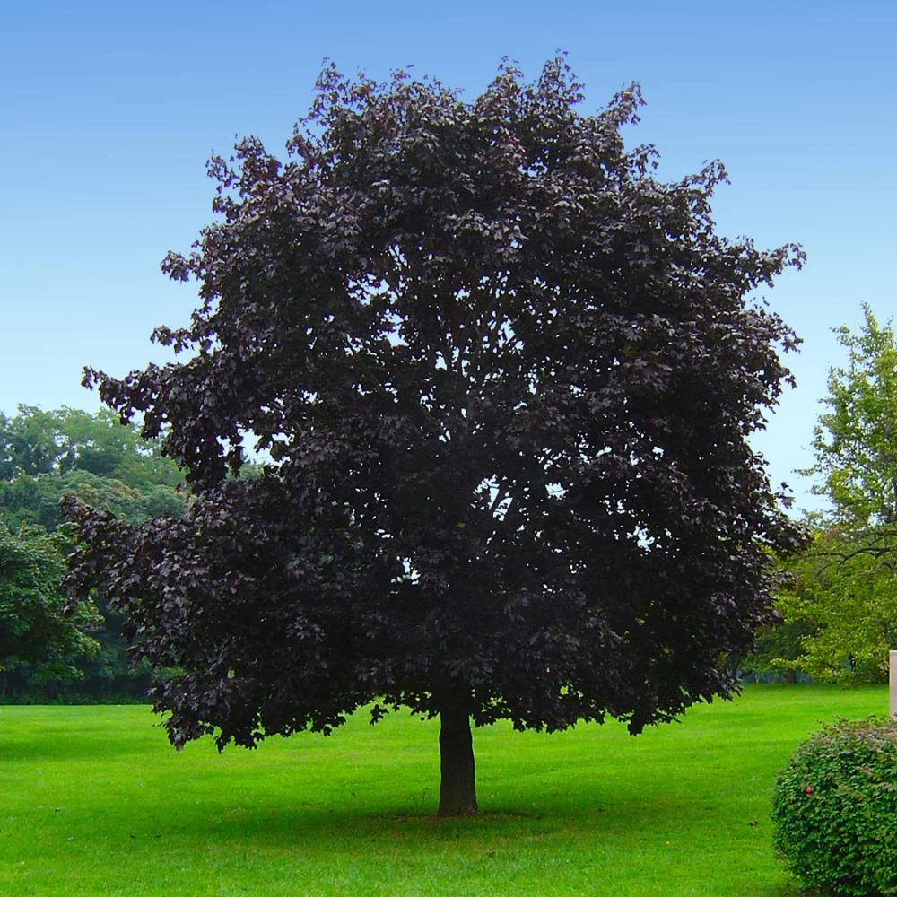 Crimson King Maple Tree - Image 4