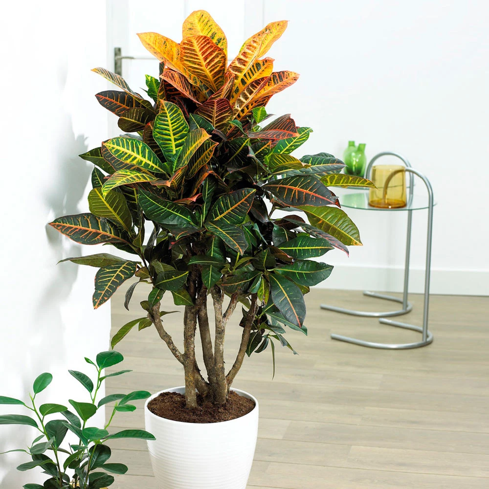Croton Plant - Image 2