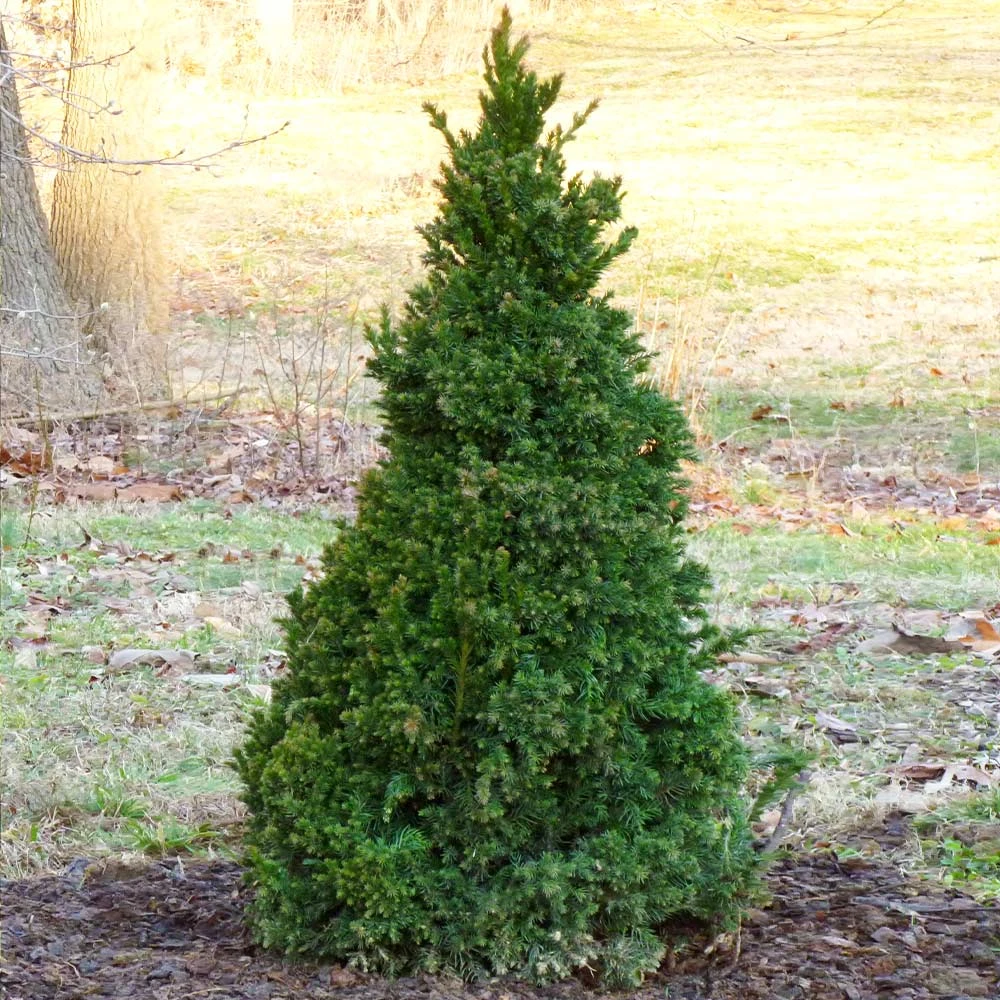 Black Dragon Cryptomeria - Image 2