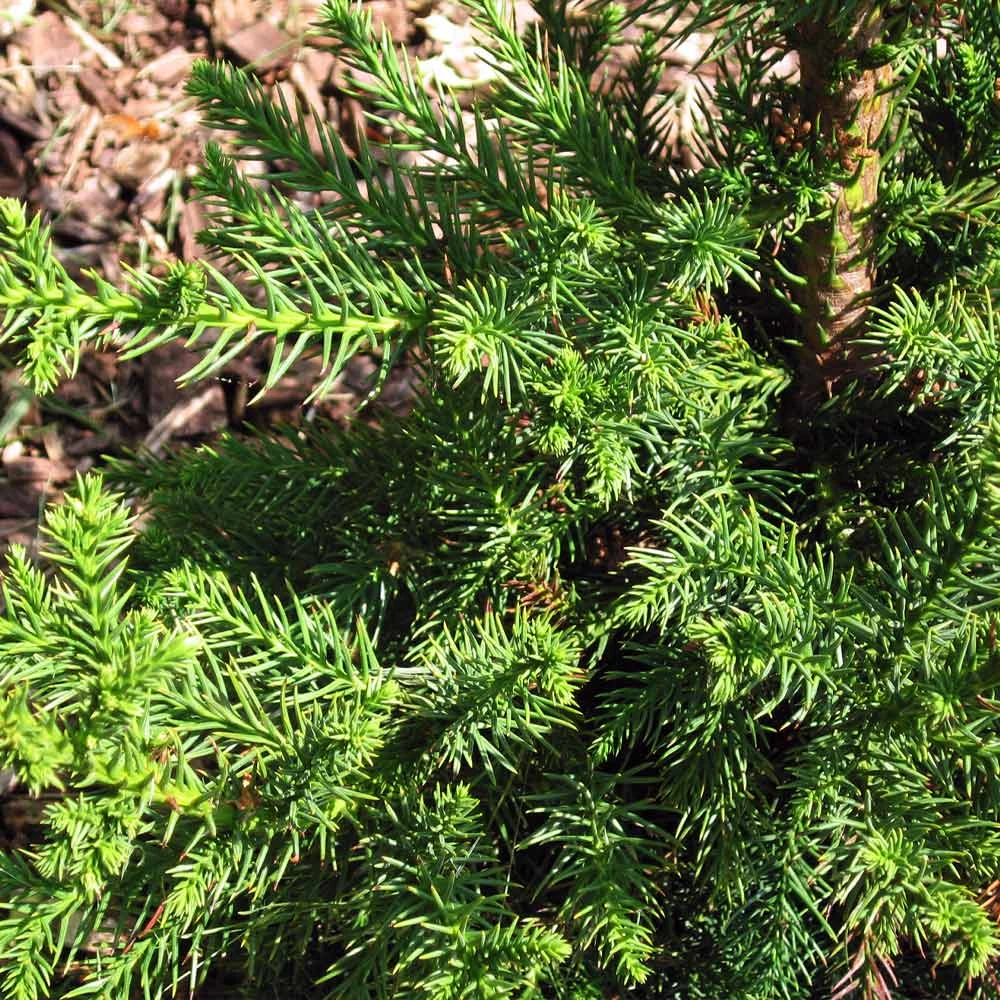 Black Dragon Cryptomeria - Image 3