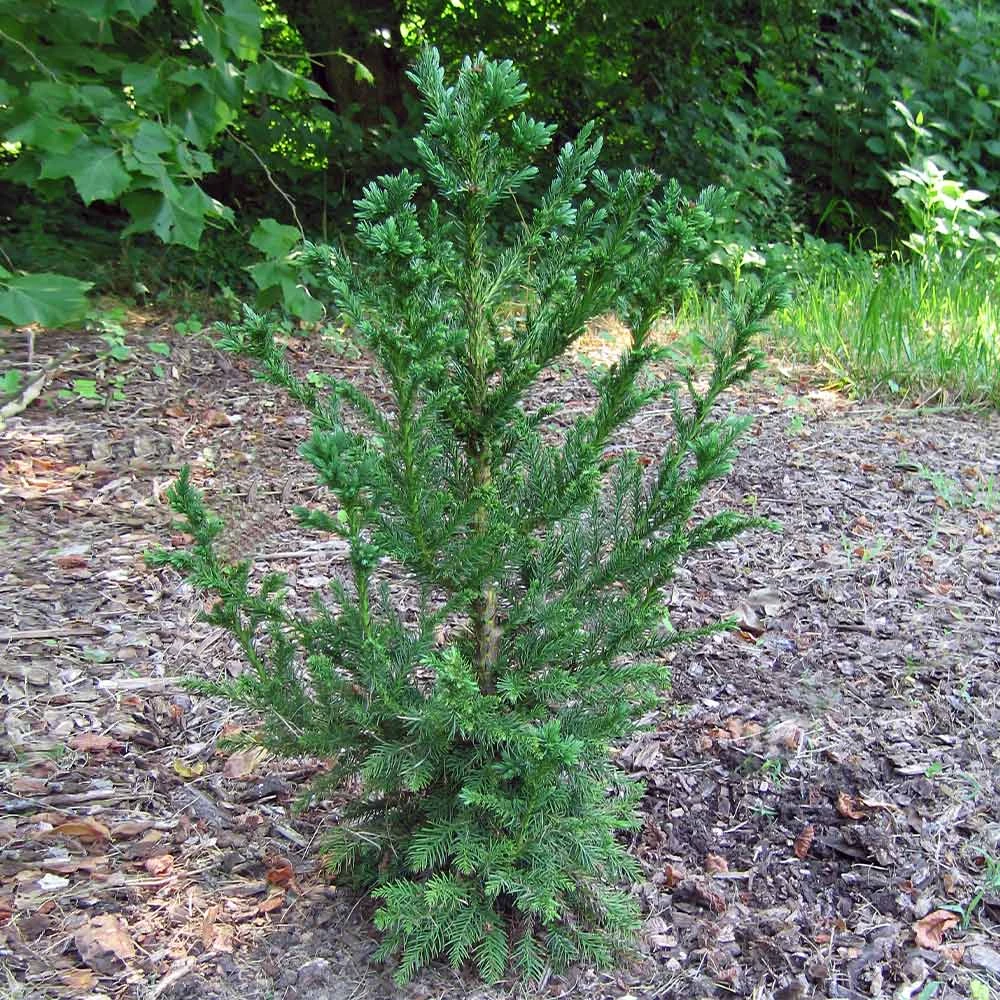 Black Dragon Cryptomeria - Image 4