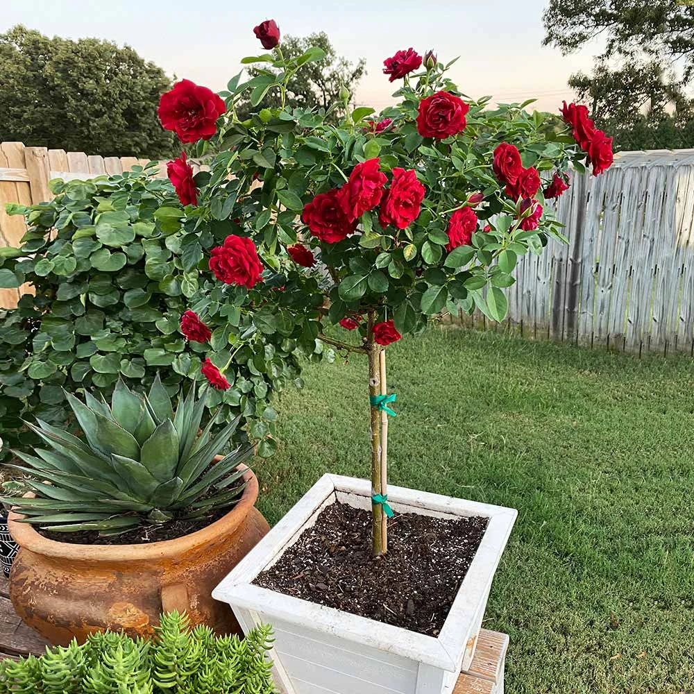 Dancing In The Dark™ Rose Tree - Image 2