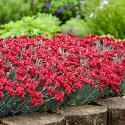 Fruit Punch® ‘Maraschino’ Dianthus