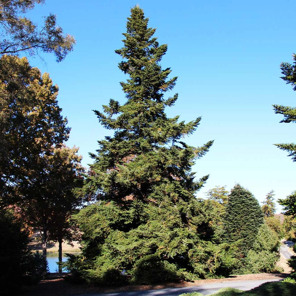 Douglas Fir Tree - Image 4