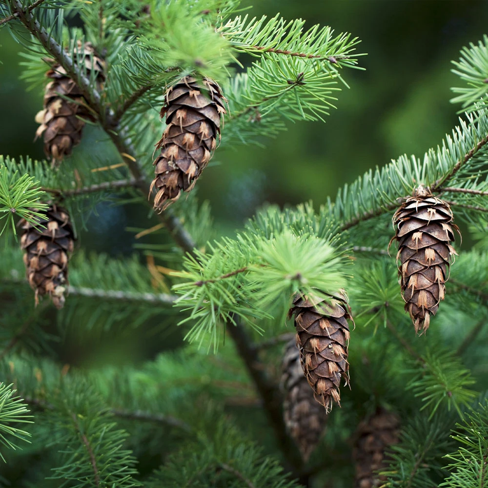 Douglas Fir Tree - Image 3