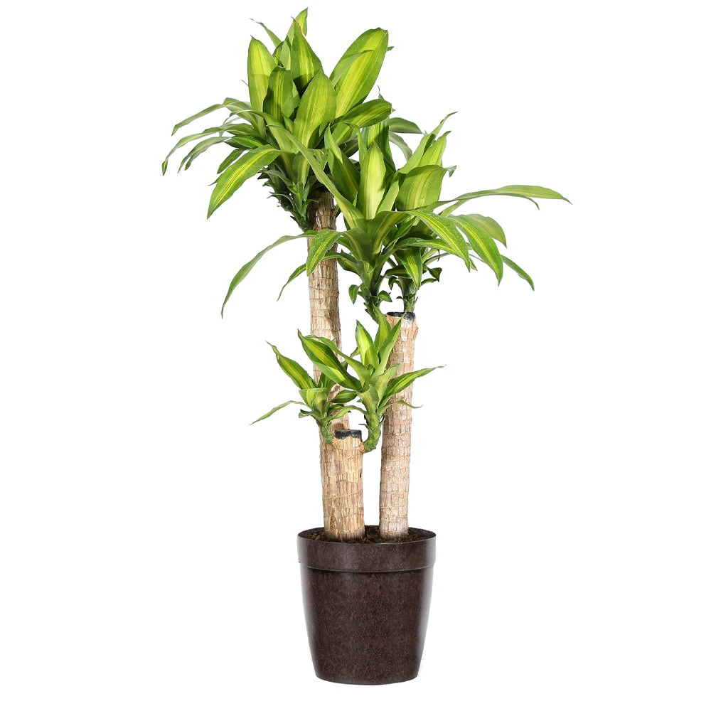 Dracaena Corn Plant - Image 6