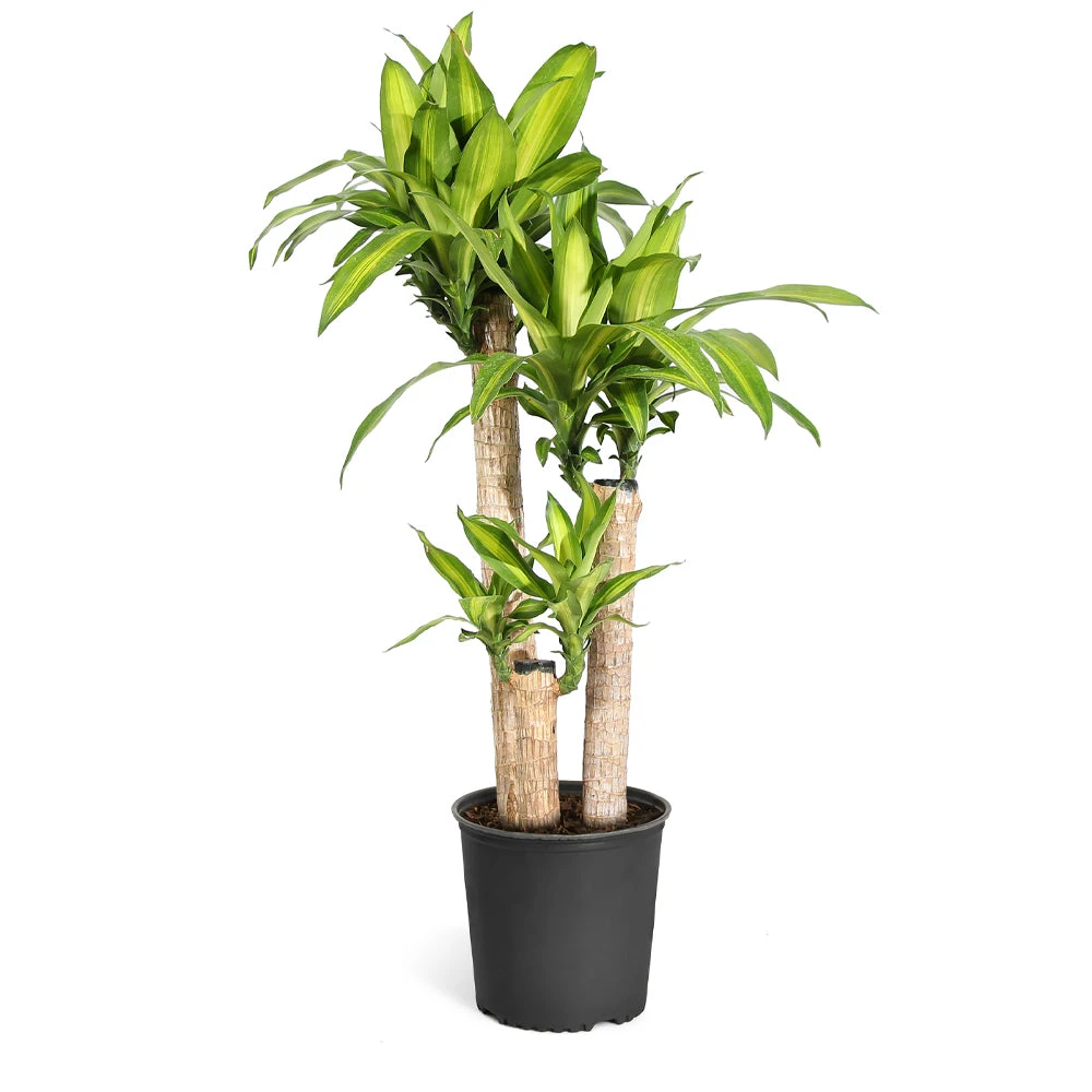 Dracaena Corn Plant - Image 4