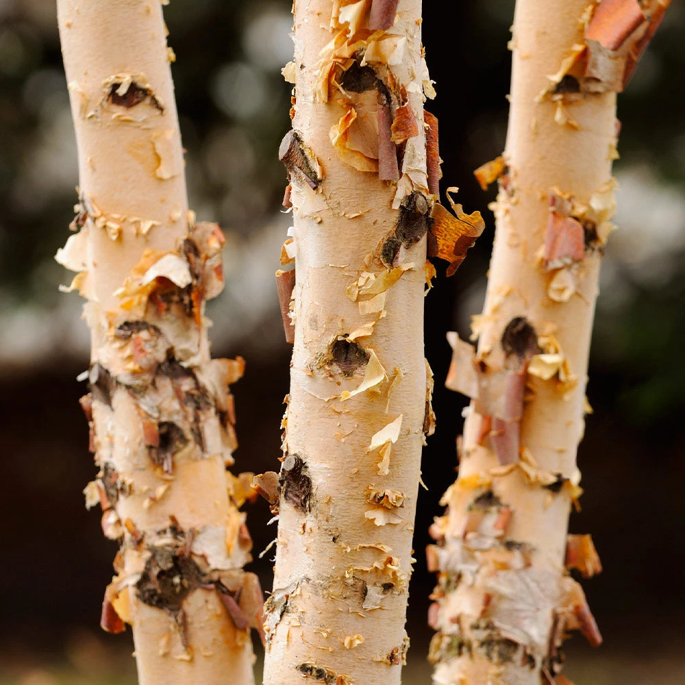 Dura Heat'® River Birch Tree - Image 4