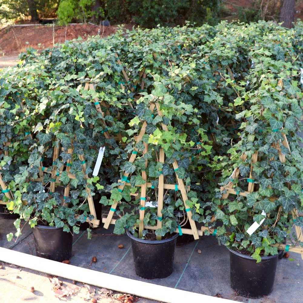 English Ivy - Image 6