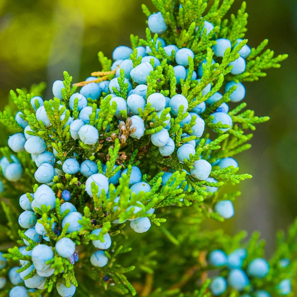 Eastern Red Cedar Tree - Image 4