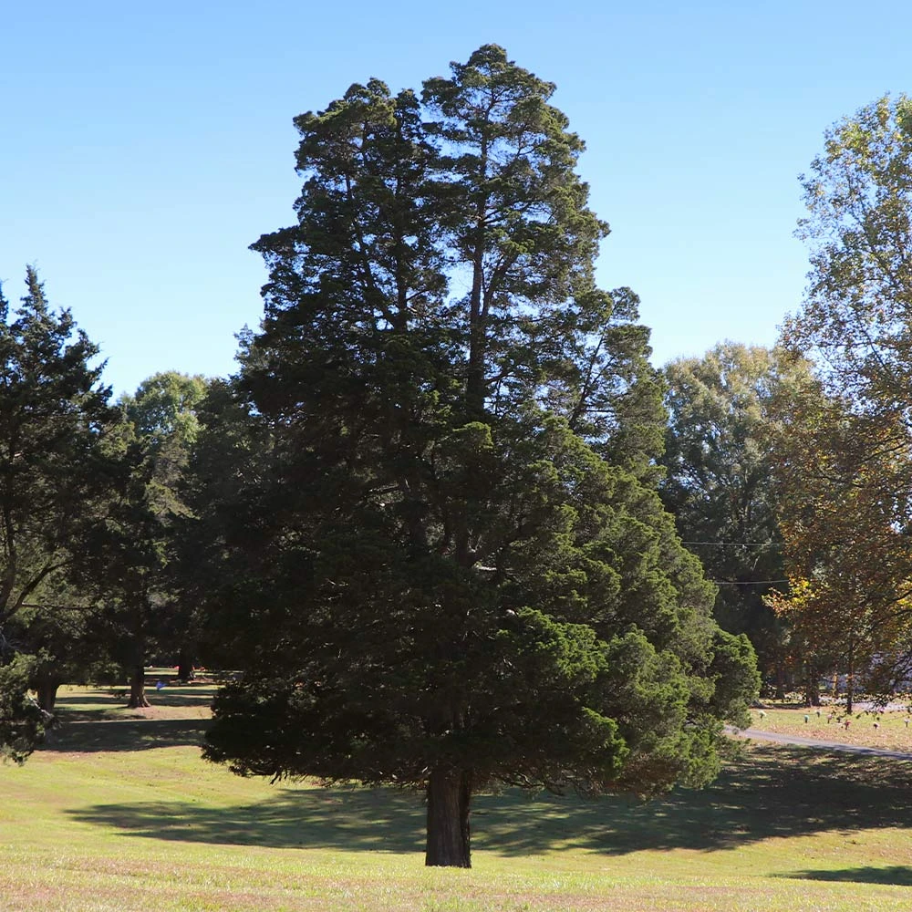 Eastern Red Cedar Tree - Image 2