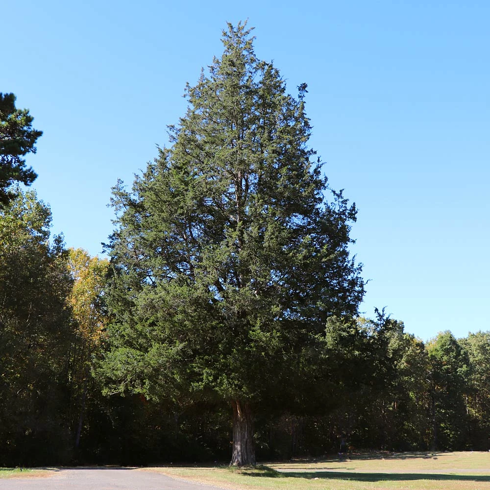 Eastern Red Cedar Tree - Image 3
