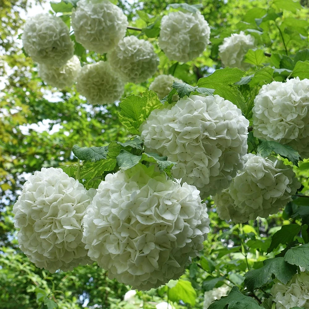 Eastern Snowball Bush - Image 3