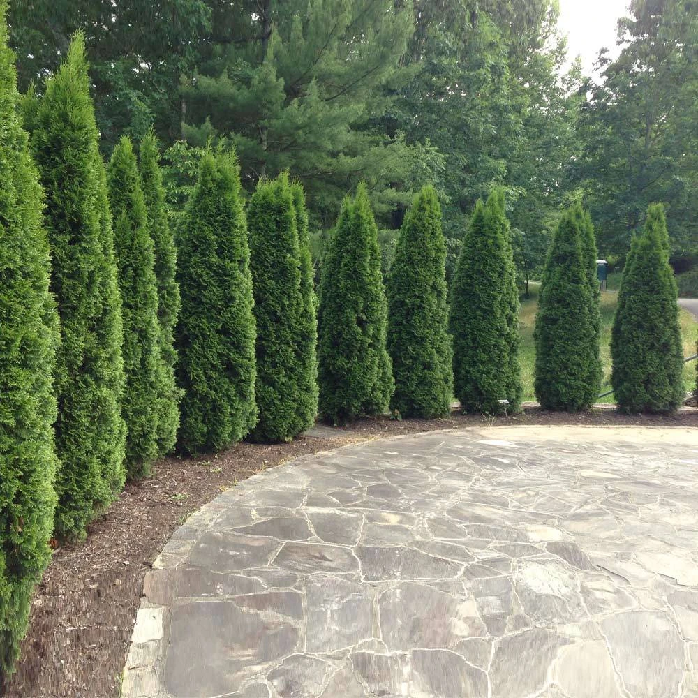 Emerald Green Thuja Tree - Image 3