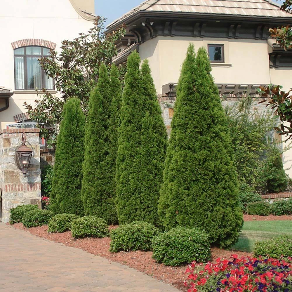 Emerald Green Thuja Tree - Image 2