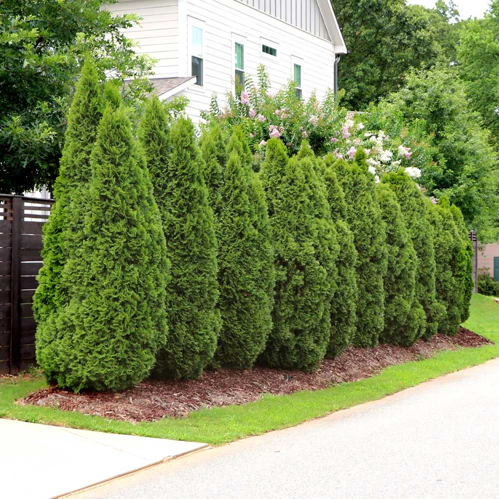 Emerald Green Thuja Tree - Image 7