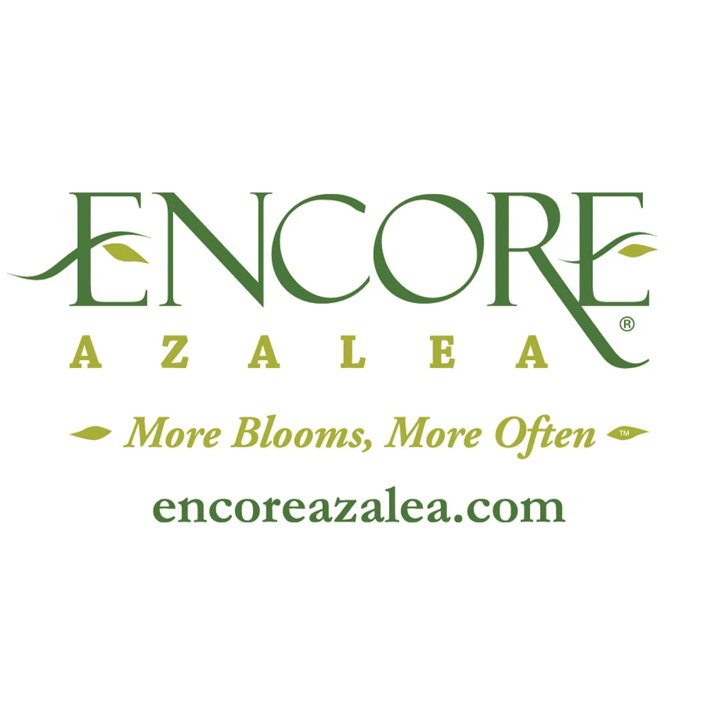 Autumn Debutante® Encore® Azalea Shrub - Image 6