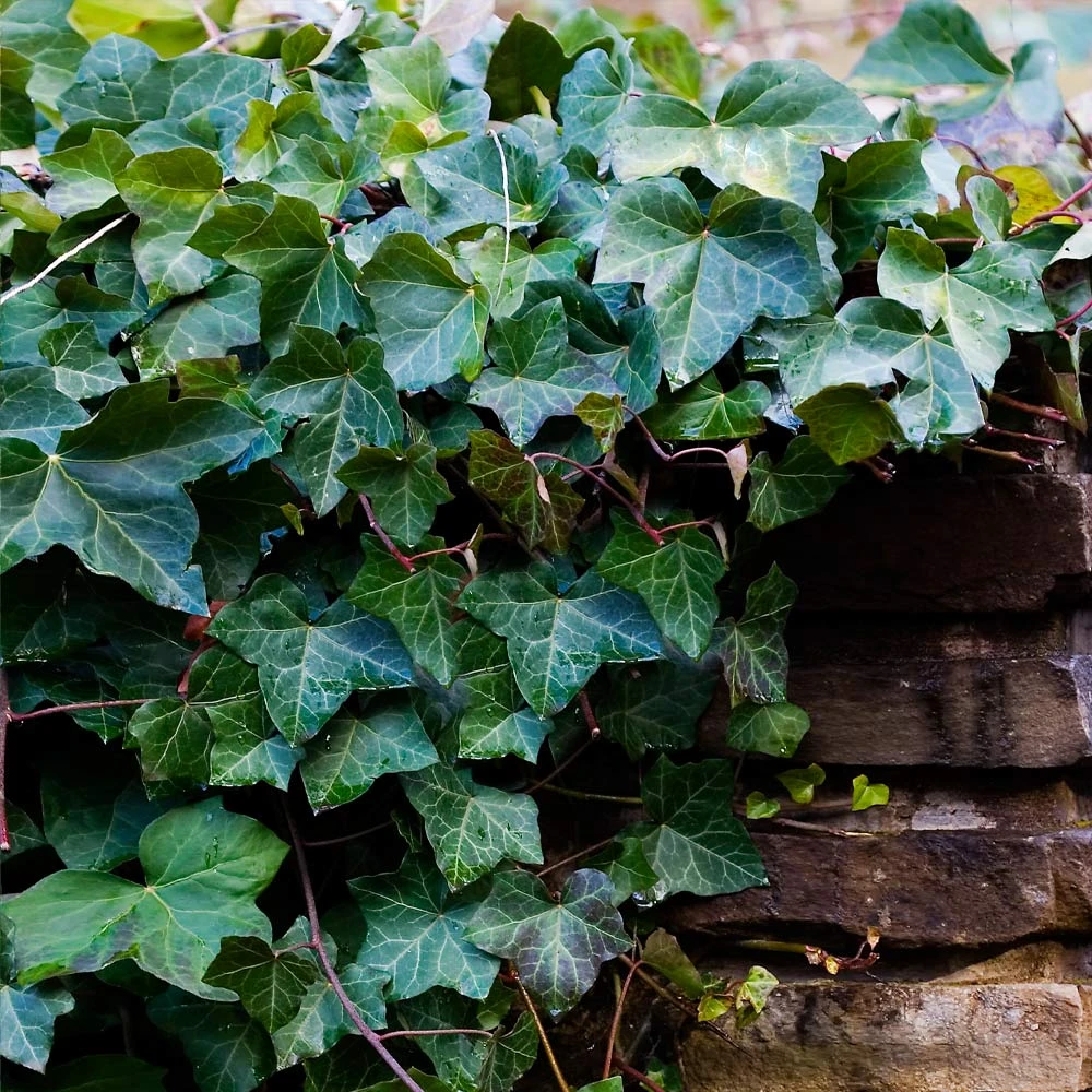 English Ivy - Image 4