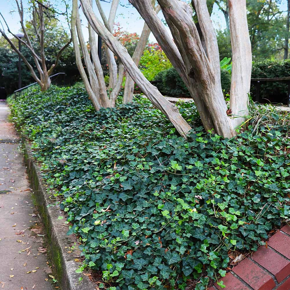 English Ivy - Image 2