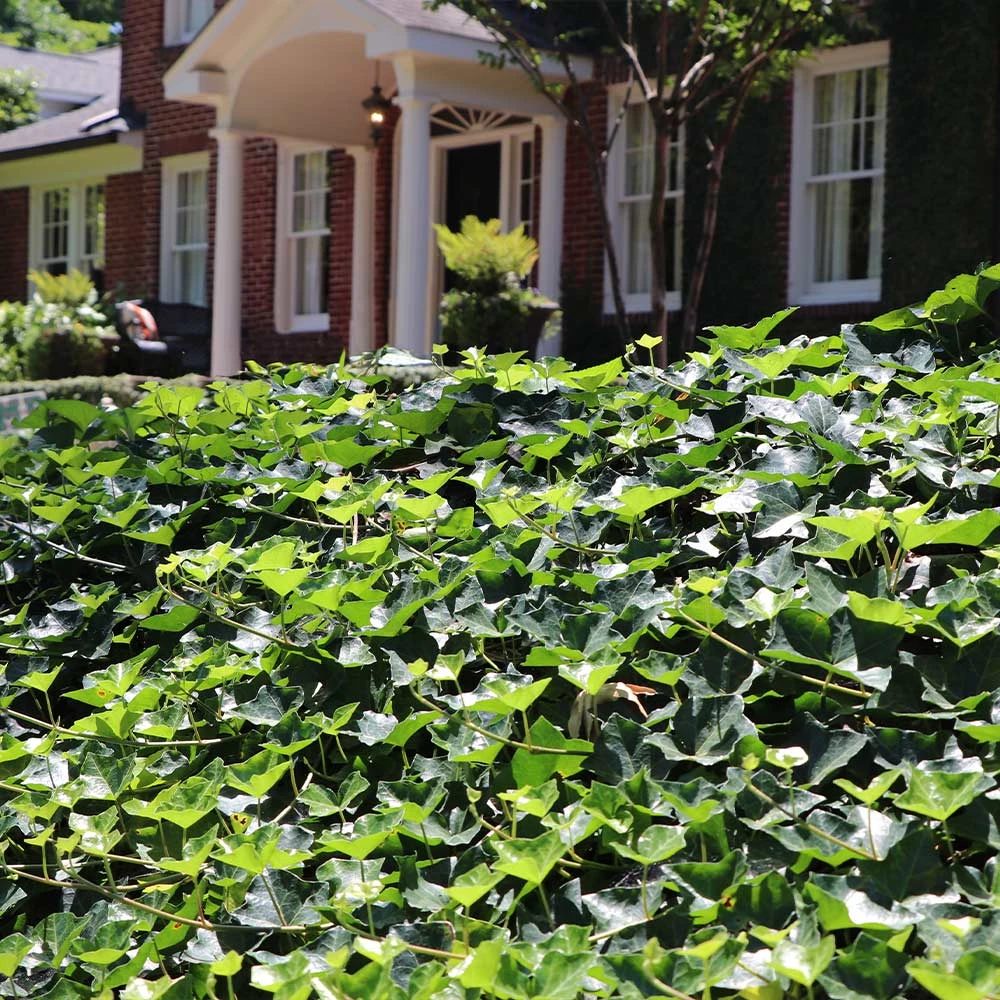 English Ivy - Image 3