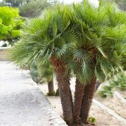 European Fan Palm Tree