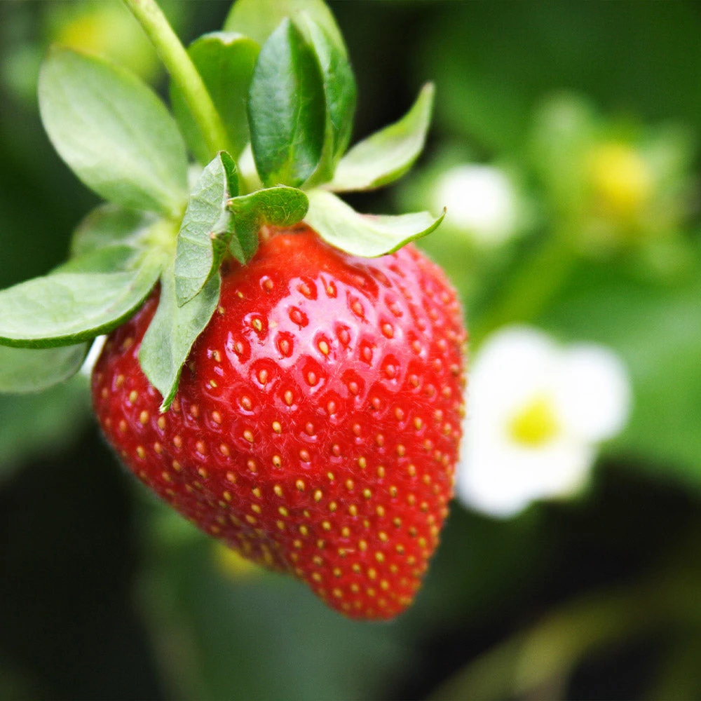 Everbearing Strawberry Plant - Image 5