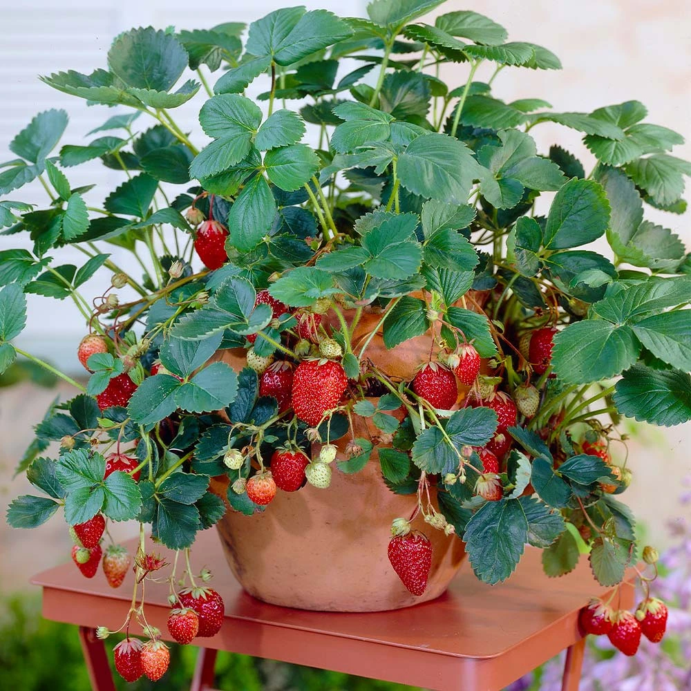 Everbearing Strawberry Plant - Image 6
