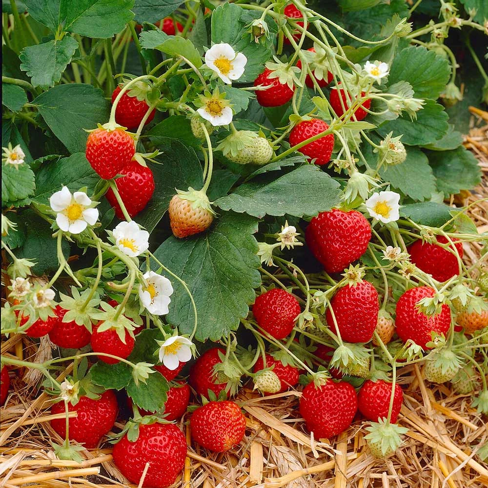 Everbearing Strawberry Plant - Image 3