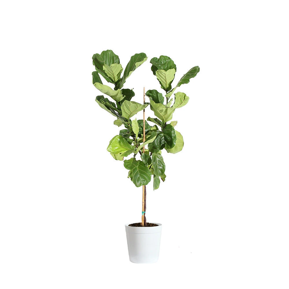 Fiddle-Leaf Fig Tree - Image 13