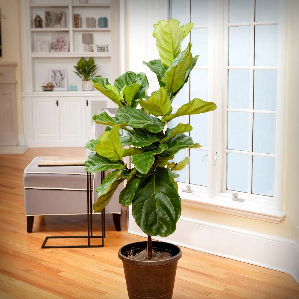 Fiddle-Leaf Fig Tree - Image 2