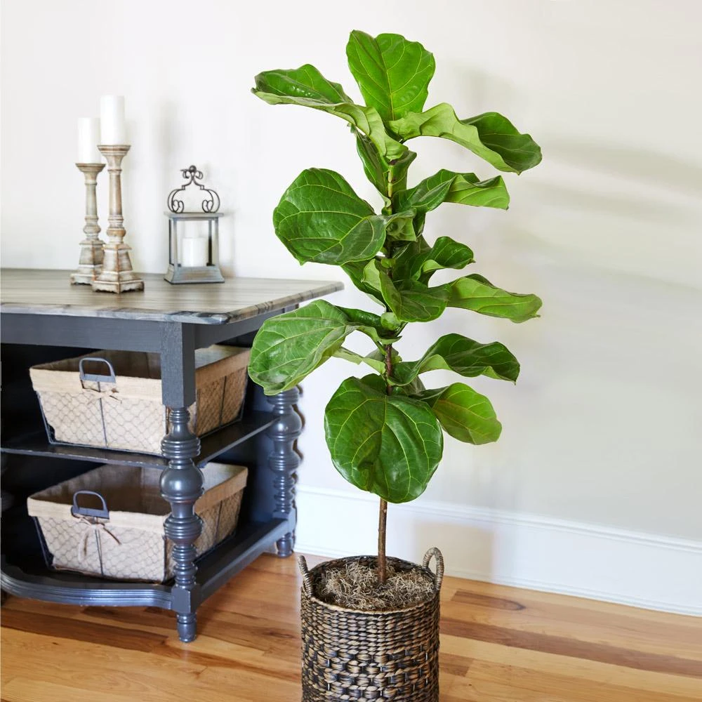 Fiddle-Leaf Fig Tree - Image 4