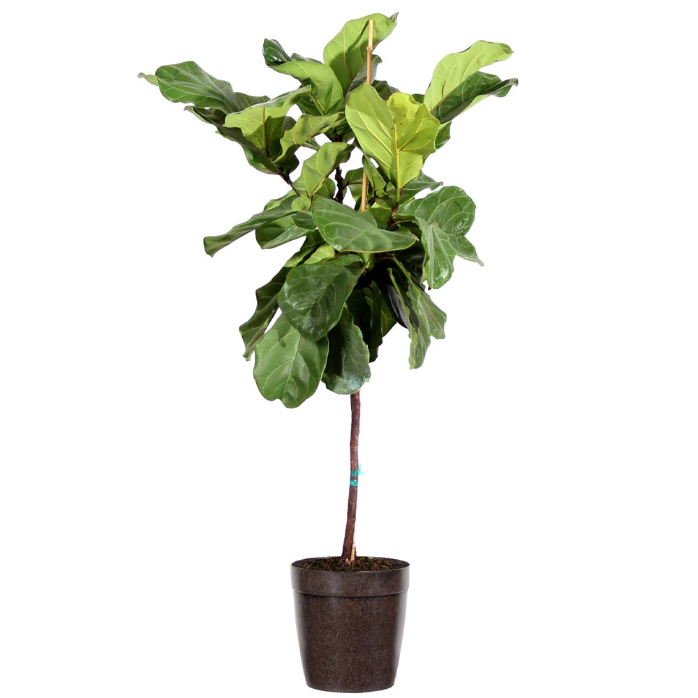 Fiddle-Leaf Fig Tree - Image 6